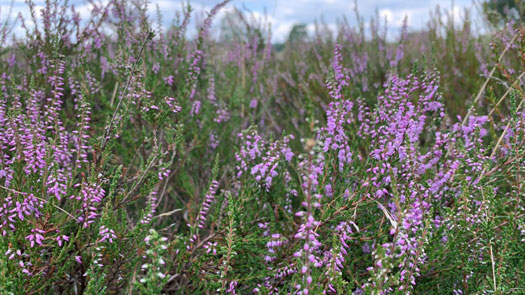 lavande-nature-verdoyante